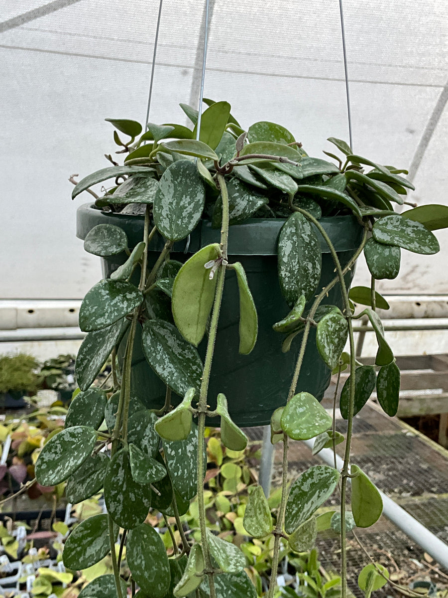 Hoya 'Lima' splash – S&J Farms