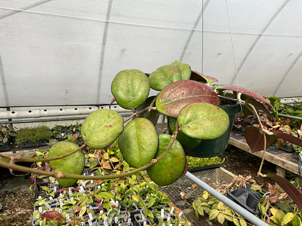 Hoya fuscamarginata