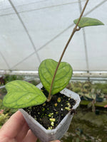 Hoya deykeae