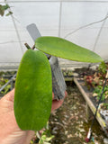 Hoya meliflua