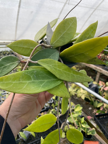Hoya verticillata