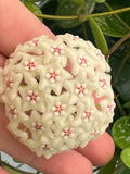 Hoya ‘Lima’ splash