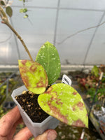 Hoya verticillata parasitical Laos 2
