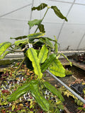 Hoya globulosa