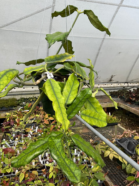 Hoya globulosa