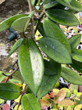 Hoya ‘Ligia’ (RHM-002)