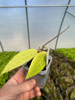 Hoya verticillata