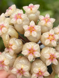 Hoya crassipetiolata splash
