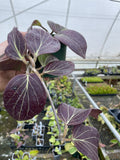 Hoya Cominsii