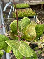 Hoya deykeae