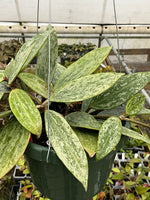 Hoya Rangsan