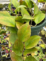 Hoya chunii ??