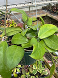 Hoya UT 029