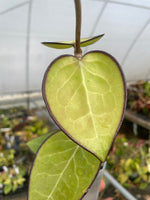 Hoya vitellina (HSL)