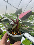 Philodendron Pink Princess Marble