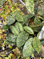 Hoya crassipetiolata splash