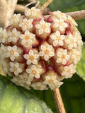 Hoya finlaysonii AH 003