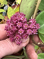 Hoya sp. Hai Phong