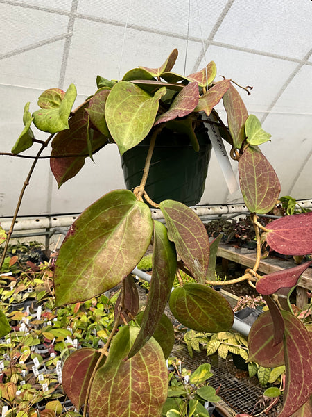 Hoya quinquenervia