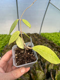 Hoya verticillata