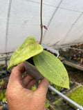 Hoya RHM 14-03