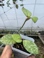 Hoya crassipetiolata splash