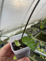 Hoya crassipetiolata silver