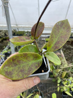 Hoya pubicalyx ‘Polilo Island’