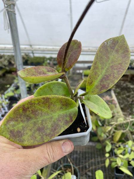 Hoya pubicalyx ‘Polilo Island’