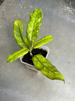 Hoya globulosa