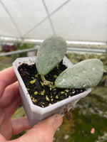 Hoya sp. Chiang Dao Silver