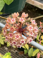 Hoya RHM 14-03