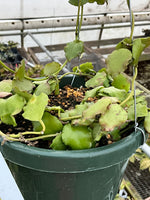 Hoya Endauensis