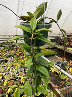 Hoya ‘Ligia’ (RHM-002)