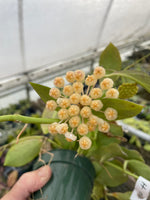 Hoya Sunrise
