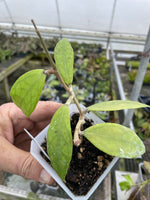 Hoya sp. Germany