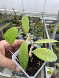 Hoya sp. Germany