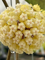 Hoya vitellinoides