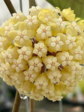 Hoya vitellinoides