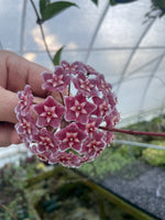 Hoya Pubicalyx Pink Silver Ghost