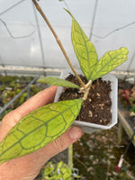 Hoya finlaysonii ‘Nong Nooch’