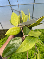 Hoya verticillata