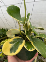 Hoya Daklak Forest