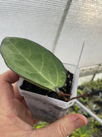 Hoya vitellina (HSL)