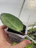 Hoya vitellina (HSL)