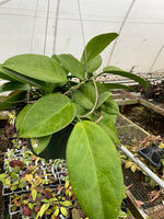 Hoya UT 029