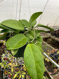 Hoya UT 029