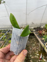 Hoya meliflua