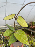 Hoya vitellina (HSL)