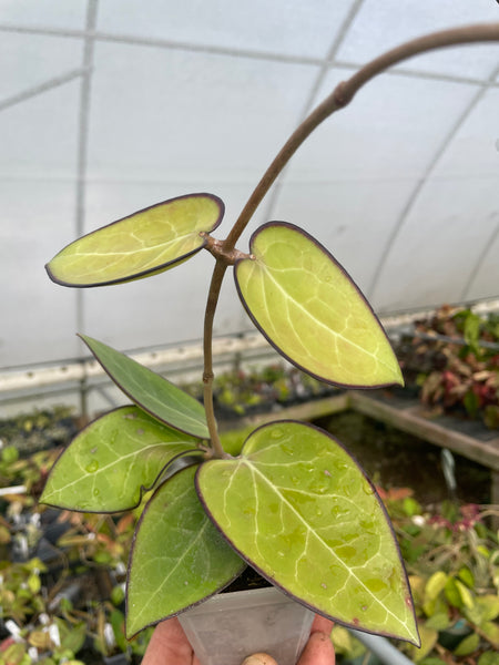 Hoya vitellina (HSL)